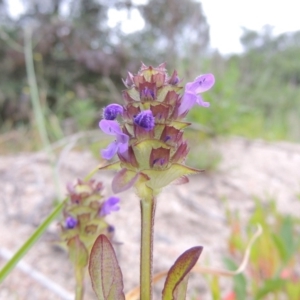 Prunella vulgaris at Tennent, ACT - 9 Dec 2018