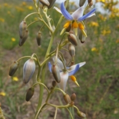 Dianella sp. aff. longifolia (Benambra) (Pale Flax Lily, Blue Flax Lily) at Theodore, ACT - 19 Dec 2018 by purple66