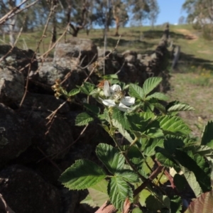 Rubus anglocandicans at Greenway, ACT - 18 Dec 2018 05:38 PM