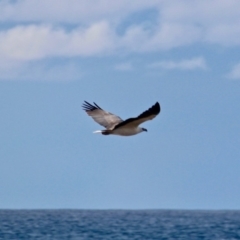 Haliaeetus leucogaster (White-bellied Sea-Eagle) at Murrah, NSW - 27 Jun 2018 by RossMannell