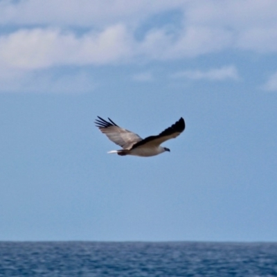 Haliaeetus leucogaster (White-bellied Sea-Eagle) at Murrah, NSW - 27 Jun 2018 by RossMannell