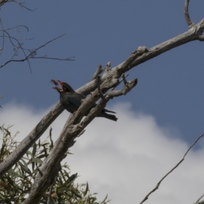Eurystomus orientalis (Dollarbird) at The Pinnacle - 20 Dec 2018 by AlisonMilton