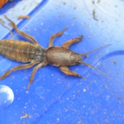 Gryllotalpa australis (Mole cricket) at Wamboin, NSW - 9 Nov 2018 by natureguy