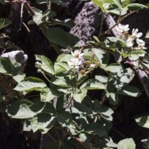 Rubus fruticosus species aggregate at The Pinnacle - 20 Dec 2018