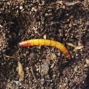 Tenebrionidae (family) at Hughes, ACT - 21 Dec 2018