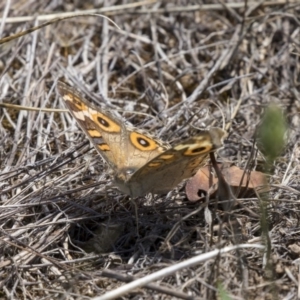 Junonia villida at Dunlop, ACT - 17 Dec 2018 01:37 PM