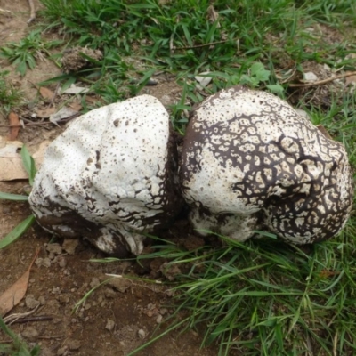 Calvatia sp. (a puffball ) at Mount Ainslie - 20 Dec 2018 by RWPurdie