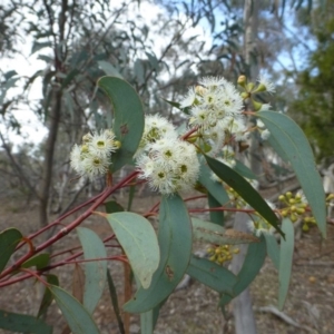 Eucalyptus rossii at Majura, ACT - 21 Dec 2018 12:00 AM