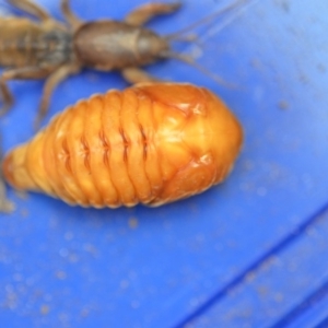 Anoplognathus sp. (genus) at Wamboin, NSW - 9 Nov 2018