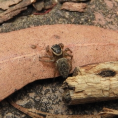 Maratus griseus (Jumping spider) at Kambah, ACT - 18 Dec 2018 by MatthewFrawley