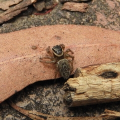 Maratus griseus (Jumping spider) at Kambah, ACT - 19 Dec 2018 by MatthewFrawley