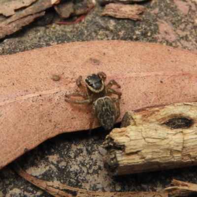 Maratus griseus (Jumping spider) at Kambah, ACT - 18 Dec 2018 by MatthewFrawley