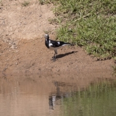 Grallina cyanoleuca (Magpie-lark) at Dunlop, ACT - 20 Dec 2018 by AlisonMilton