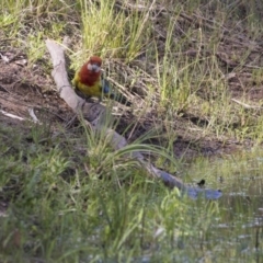 Platycercus eximius (Eastern Rosella) at The Pinnacle - 20 Dec 2018 by AlisonMilton