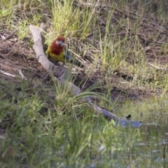 Platycercus eximius (Eastern Rosella) at Dunlop, ACT - 20 Dec 2018 by AlisonMilton