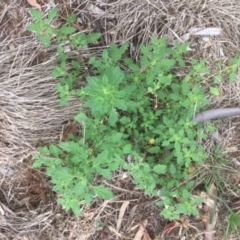 Dysphania pumilio (Small Crumbweed) at Griffith, ACT - 21 Dec 2018 by AlexKirk