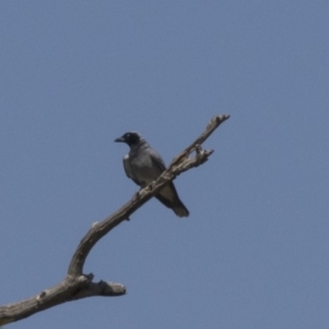 Coracina novaehollandiae at Dunlop, ACT - 20 Dec 2018