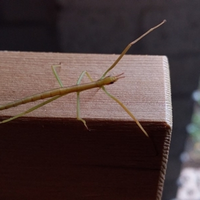 Ctenomorpha marginipennis (Margin-winged stick insect) at Bawley Point, NSW - 21 Dec 2018 by GLemann