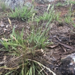 Enneapogon nigricans at Griffith, ACT - 21 Dec 2018