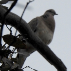 Spilopelia chinensis (Spotted Dove) at Aranda, ACT - 21 Dec 2018 by KMcCue