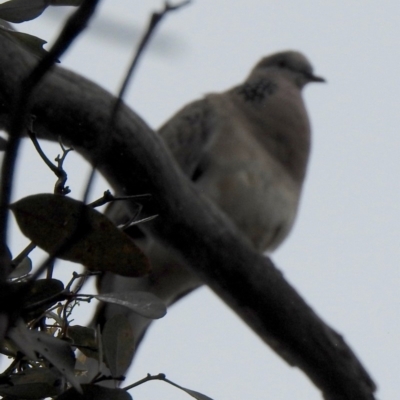 Spilopelia chinensis (Spotted Dove) at Aranda, ACT - 20 Dec 2018 by KMcCue