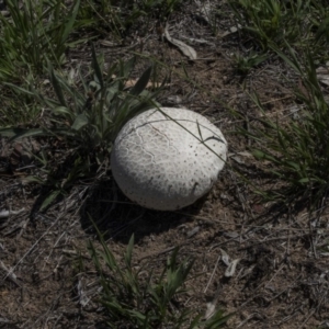 Calvatia sp. at The Pinnacle - 20 Dec 2018 01:42 PM