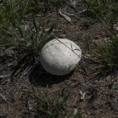 Calvatia sp. (a puffball ) at The Pinnacle - 20 Dec 2018 by Alison Milton