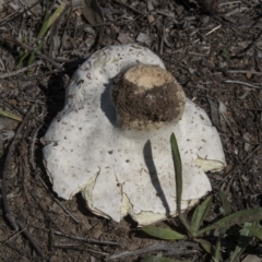 Calvatia sp. at The Pinnacle - 20 Dec 2018 01:42 PM