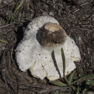 Calvatia sp. at The Pinnacle - 20 Dec 2018 01:42 PM