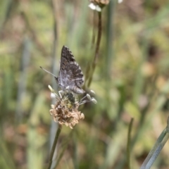 Lucia limbaria (Chequered Copper) at The Pinnacle - 20 Dec 2018 by Alison Milton