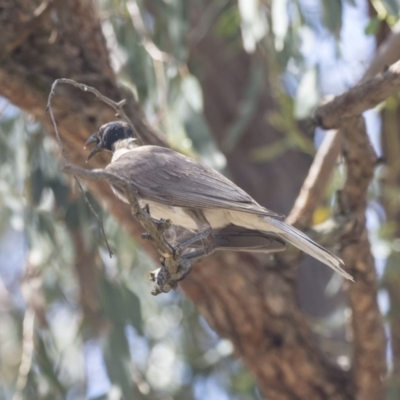 Philemon corniculatus (Noisy Friarbird) at The Pinnacle - 20 Dec 2018 by Alison Milton