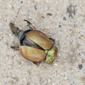 Anoplognathus sp. (genus) at Belconnen, ACT - 16 Dec 2018 03:34 PM