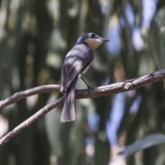 Myiagra rubecula (Leaden Flycatcher) at The Pinnacle - 20 Dec 2018 by AlisonMilton