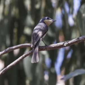 Myiagra rubecula at Weetangera, ACT - 20 Dec 2018 02:04 PM