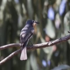 Myiagra rubecula at Weetangera, ACT - 20 Dec 2018 02:04 PM