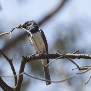 Myiagra rubecula at Weetangera, ACT - 20 Dec 2018