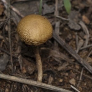 zz agaric (stem; gills white/cream) at Dunlop, ACT - 17 Dec 2018 12:04 PM