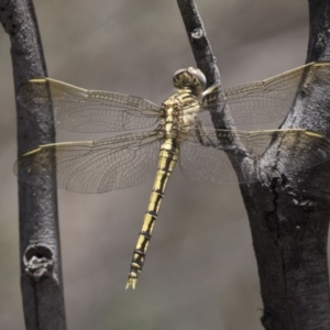 Orthetrum caledonicum at Hawker, ACT - 20 Dec 2018 12:04 PM