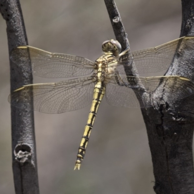 Orthetrum caledonicum (Blue Skimmer) at The Pinnacle - 20 Dec 2018 by AlisonMilton