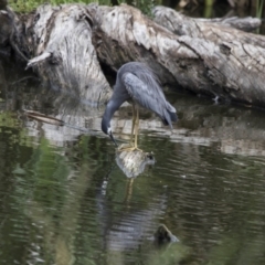 Egretta novaehollandiae (White-faced Heron) at Fyshwick, ACT - 16 Dec 2018 by Alison Milton