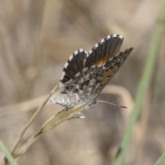 Lucia limbaria (Chequered Copper) at Hawker, ACT - 17 Dec 2018 by Alison Milton