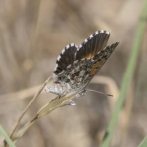 Lucia limbaria at Hawker, ACT - 17 Dec 2018 11:38 AM