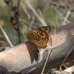 Heteronympha merope (Common Brown Butterfly) at Dunlop, ACT - 17 Dec 2018 by Alison Milton