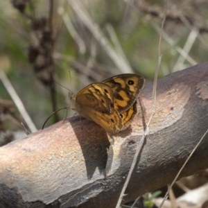 Heteronympha merope at Dunlop, ACT - 17 Dec 2018