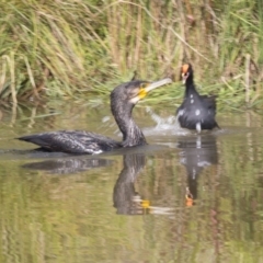 Phalacrocorax carbo (Great Cormorant) at Belconnen, ACT - 16 Dec 2018 by AlisonMilton