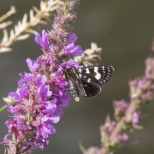 Periscepta polysticta at Belconnen, ACT - 16 Dec 2018