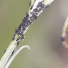 Aphididae (family) (Unidentified aphid) at Belconnen, ACT - 16 Dec 2018 by AlisonMilton