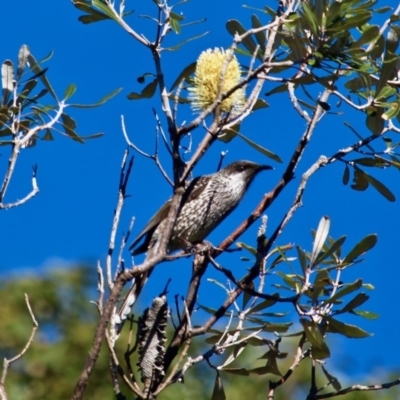 Anthochaera chrysoptera (Little Wattlebird) at Barragga Bay, NSW - 1 Jul 2018 by RossMannell