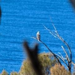 Icthyophaga leucogaster (White-bellied Sea-Eagle) at Barragga Bay, NSW - 1 Jul 2018 by RossMannell