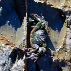 Leptograpsus variegatus (Purple Rock Crab) at Barragga Bay, NSW - 1 Jul 2018 by RossMannell